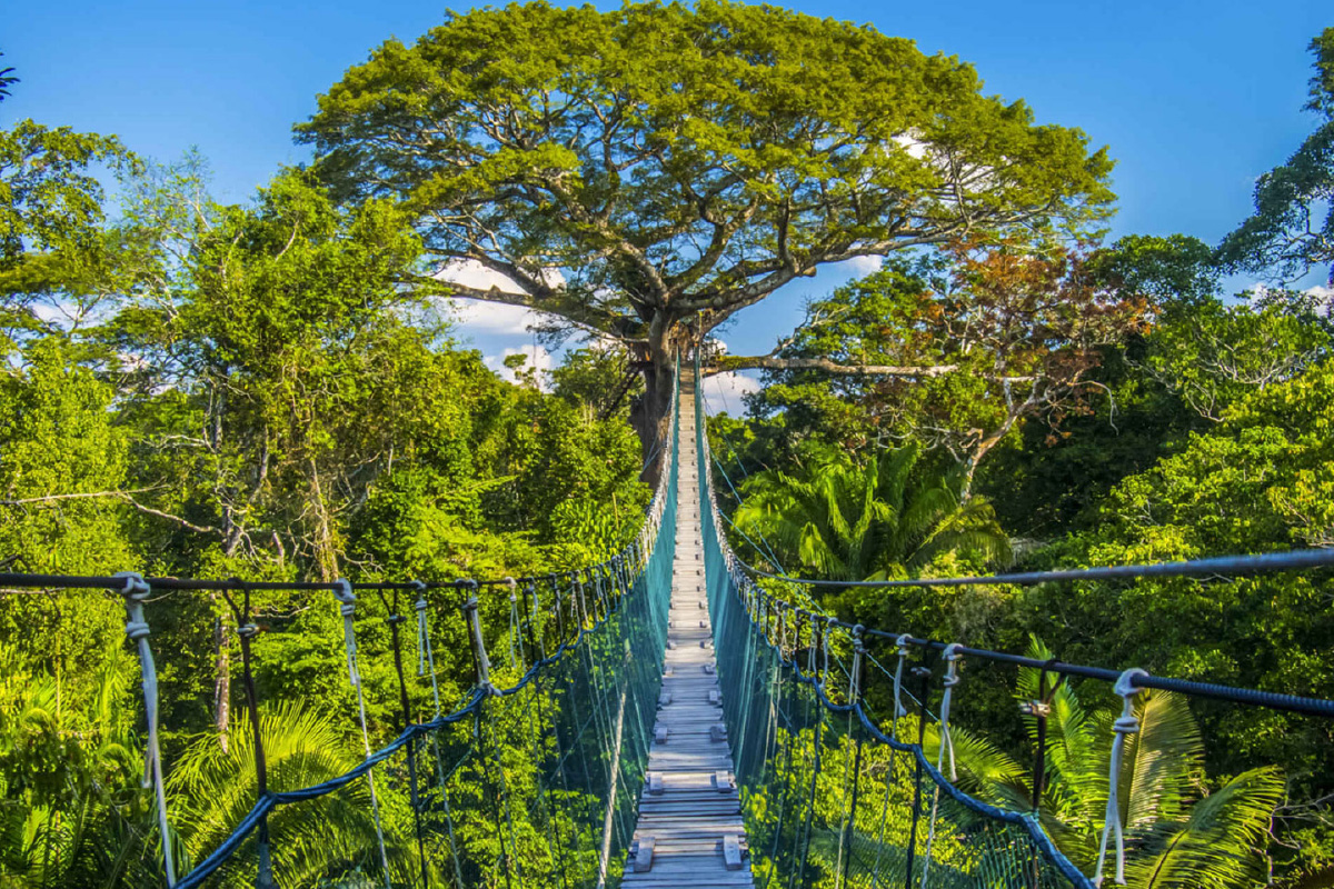 Tambopata Amazon