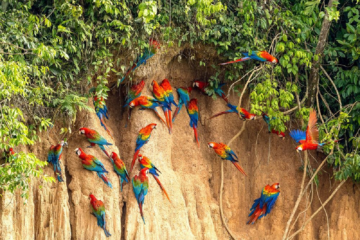 Macaw Clay Lick